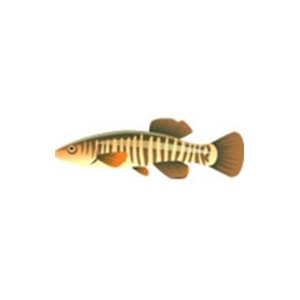 Plains Killifish